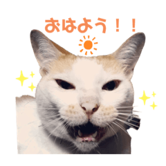 仲嶺家の動物たち