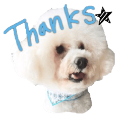 トイプードルのふわもこプルーム