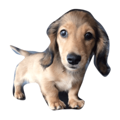 わんちゃんです。