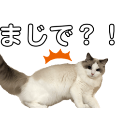 いたずら坊主のフクとデブ猫まことのコラボ