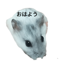 ハムスターのごあいさつ