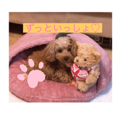 愛犬とほのぼの日和