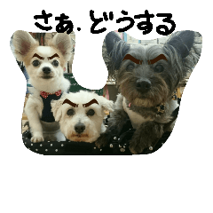 ジジババビビニコルウの第２弾