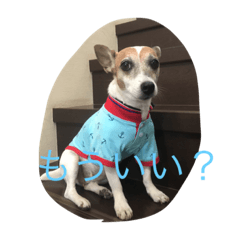 ジャックラッセルオリーブの一日