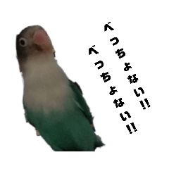 関西育ちボタンインコ