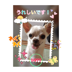 チワワ〜敬語のニッキ❣️