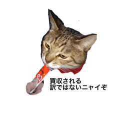 トトのちょいワルでごめん