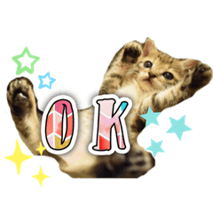 多様性のある子猫みきち