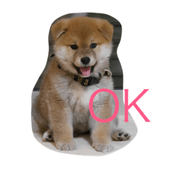 柴犬 子犬の福ちゃん