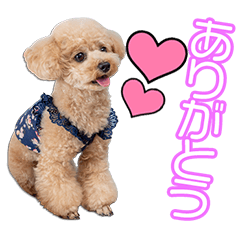 加納家のらぶちゃん