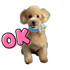 我が家の愛犬【のんすけ】