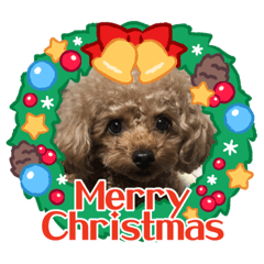 プードルのルビーちゃんとアレキくん