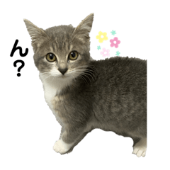 にゃ！にゃにゃ