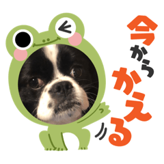 キャバ狆♥ペコ