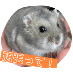 ノア，マチュすたんぷ　第2弾