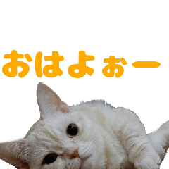 花さんちの猫(花、しずく)