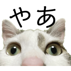 我らが動物園:)vol2