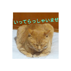 ニッコリにゃんこ