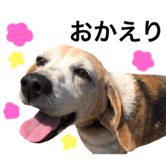 ビーグル犬　ころん