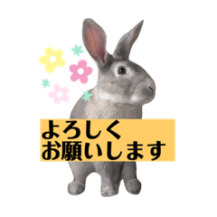 うさぎのウーちゃん(写真) 第２版