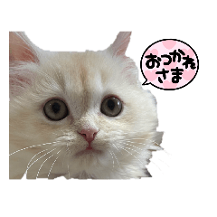 可愛い癒されペット