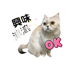 ピーピーウーニューバージョン