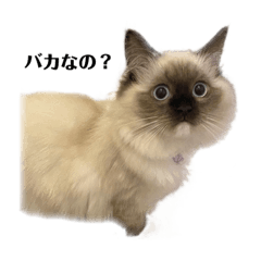 今日も可愛いショコラ