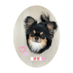 チワワワッ❗️