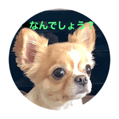 チワワのきなこです