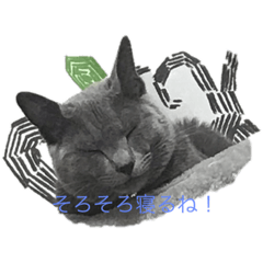 ゴロちゃんなのね