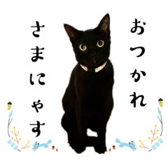 スタアニ　保護っ子スタンプ　VOL,7