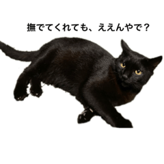 野良の黒猫やで