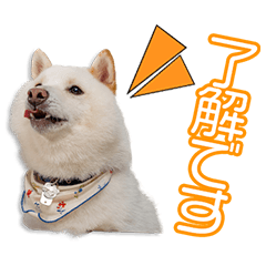 矢野家のピースちゃん