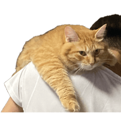 チョコ＆クリームＮｏ．3