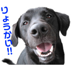 早田犬オールスター‼︎