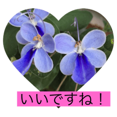 花たちの写真いろいろ