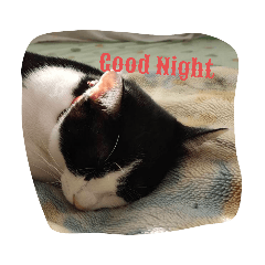 猫のきょうだい1