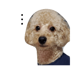 わが家のいっぬ。