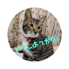 猫吉スタンプ(LEO1)