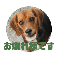 ビーグル犬　実写（ビジネス用・日常用）