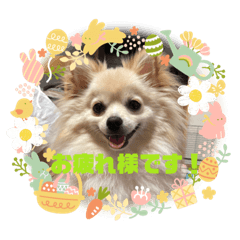 チワポメ⭐︎レオンのスタンプ2