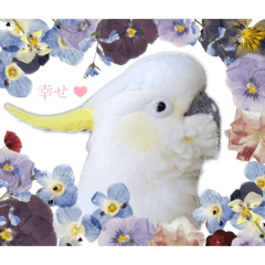 おしゃべりキバタン2