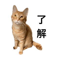 茶トラ猫のシンバ①