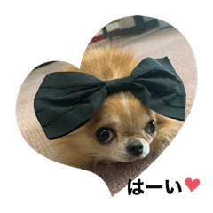 わんわんわんわんわんわん2