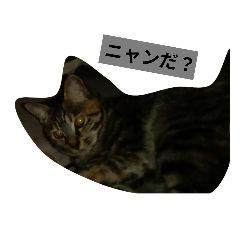 最強に可愛いネコ様を見るがいい