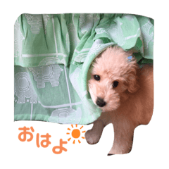 モコのスタンプです。