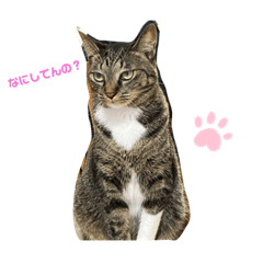 スズネコスタンプ