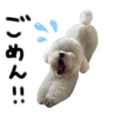 白い犬 とうふくんスタンプ