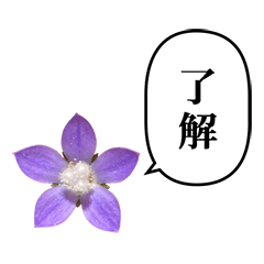 野花　むらさき色　ふきだし　お花