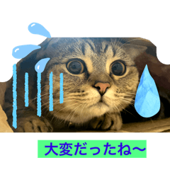 トラ子の日常会話